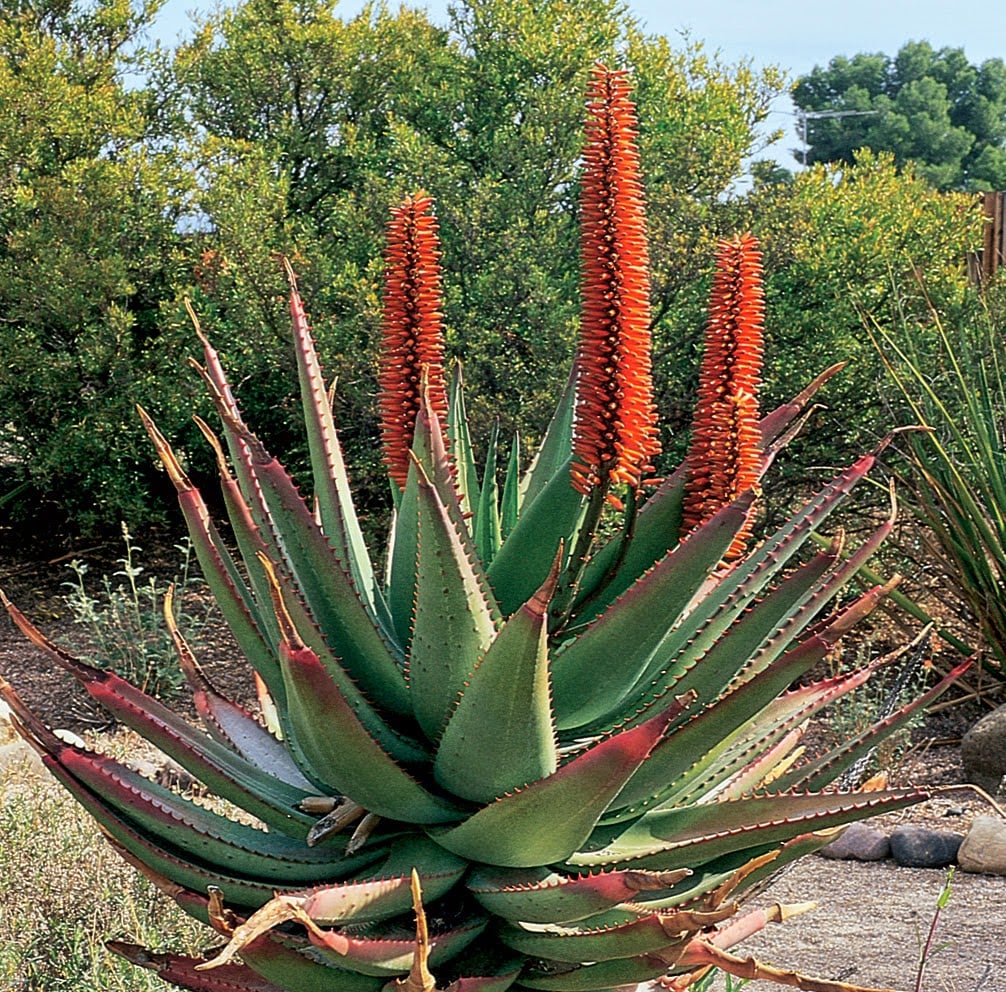 ALOE FEROX E PERMEABILITA’ INTESTINALE