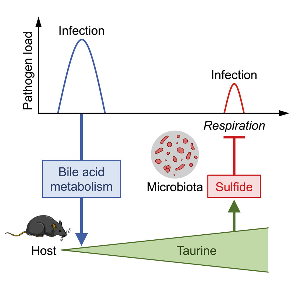 LA TAURINA PROTEGGE IL MICROBIOTA DALLE INFEZIONI