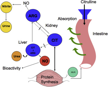 LA CITRULLINA COME BIOMARCATORE DI FUNZIONE INTESTINALE