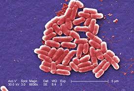 METABOLITI INFIAMMATORI NELL’INTESTINO STIMOLANO LA VIRULENZA DI E.COLI